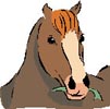 Photo Horse