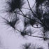 Pine Branches