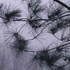 Pine Branches